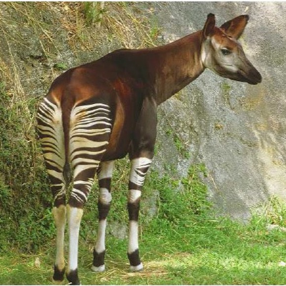 Meet your Posher, Brayden - Picture 1 of 1